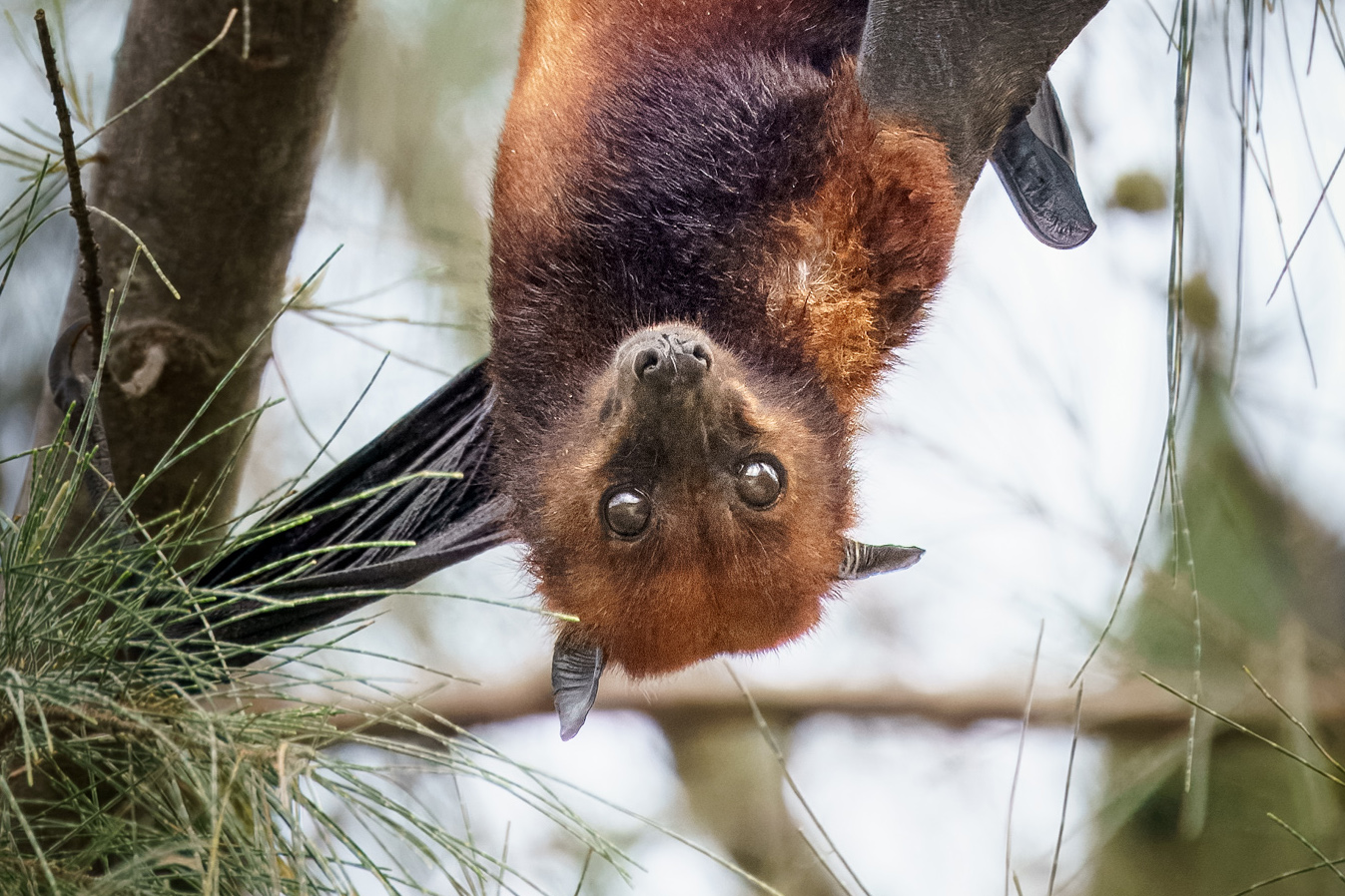 Large Flying Fox (Pteropus vampyrus), Tioman Island, Malaysia