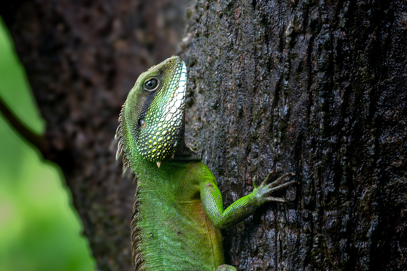 Asian Water Dragon, Central Vietnam